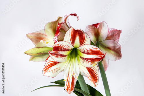 Red and white flower on a white background.  Amaryllidaceae. Dutch flowers. Hippeastrum or Amaryllis flowers. Flowers of Holland. Hippeastrum variety Ambiance	