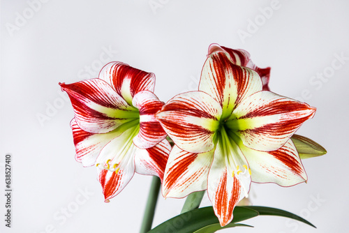Red and white flower on a white background.  Amaryllidaceae. Dutch flowers. Hippeastrum or Amaryllis flowers. Flowers of Holland. Hippeastrum variety Ambiance	