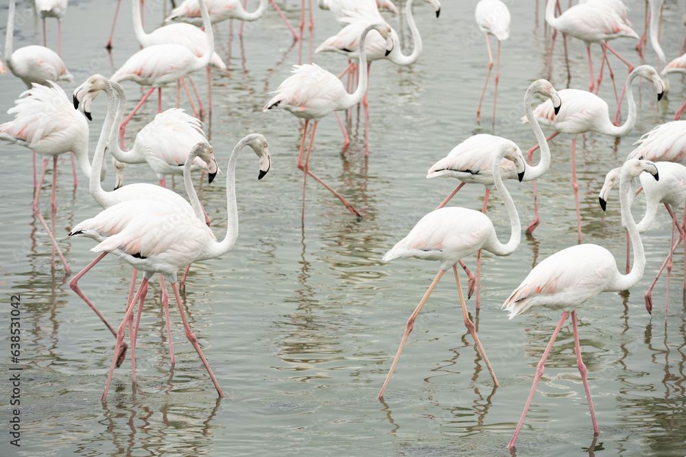 Stunning view of a group of flamingos into the nature reserve in Dubai, United Arab Emirates.