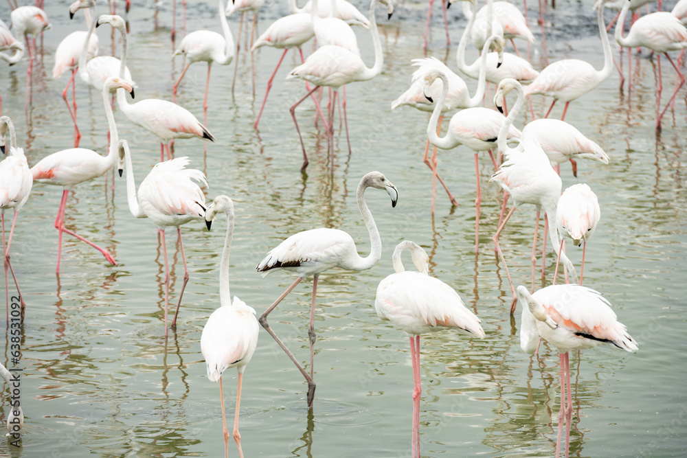 Stunning view of a group of flamingos into the nature reserve in Dubai, United Arab Emirates.
