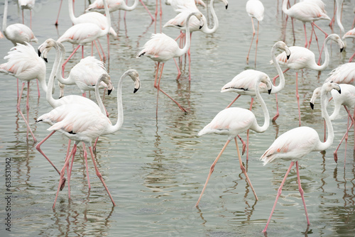 Obraz na płótnie Stunning view of a group of flamingos into the nature reserve in Dubai, United Arab Emirates. w salonie