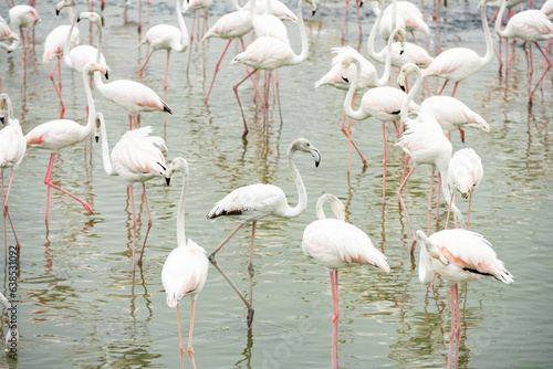 Obraz na płótnie Stunning view of a group of flamingos into the nature reserve in Dubai, United Arab Emirates. w salonie