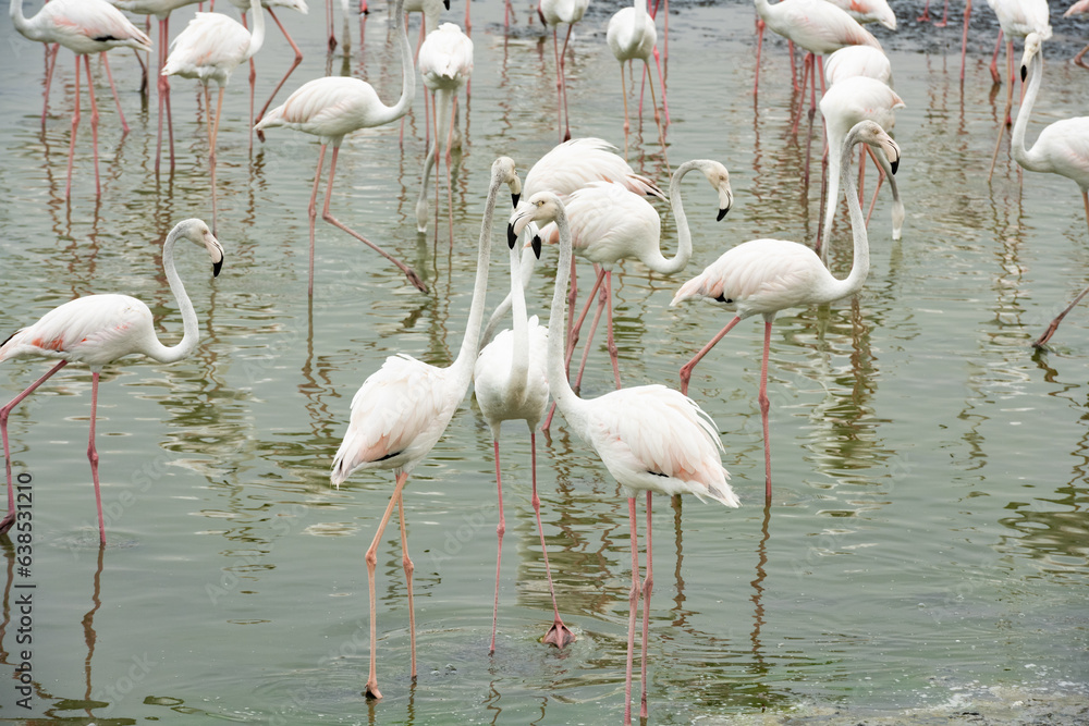Stunning view of a group of flamingos into the nature reserve in Dubai, United Arab Emirates.