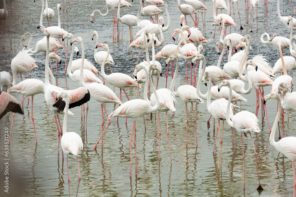 Stunning view of a group of flamingos into the nature reserve in Dubai, United Arab Emirates.