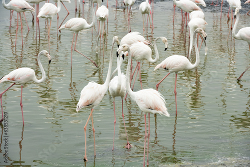 Obraz na płótnie Stunning view of a group of flamingos into the nature reserve in Dubai, United Arab Emirates. w salonie