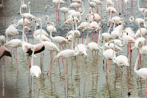 Obraz na płótnie Stunning view of a group of flamingos into the nature reserve in Dubai, United Arab Emirates. w salonie