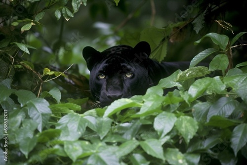 Panther blending with dense vegetation. Generative AI