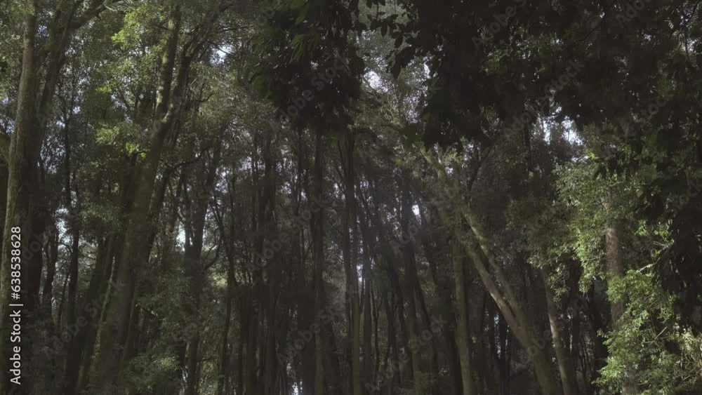 Soft sliding movement view of a group of large trees on a rainforest in South of Chile. Soft sliding movement view of a group of large trees on a rainforest in South of Chile.