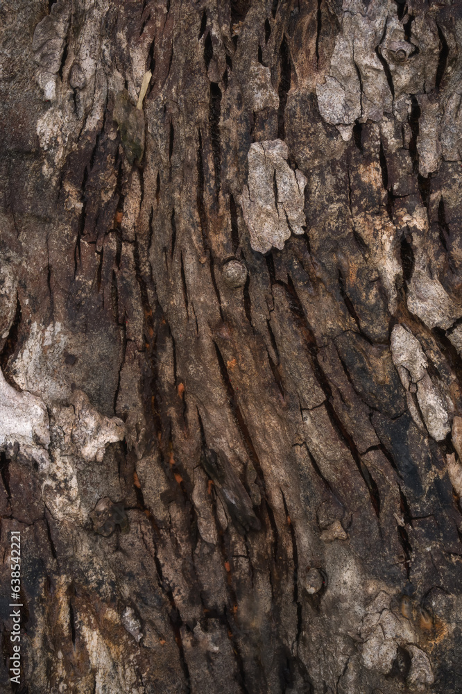 Natural tree bark texture pattern. Natural tree bark texture pattern.
