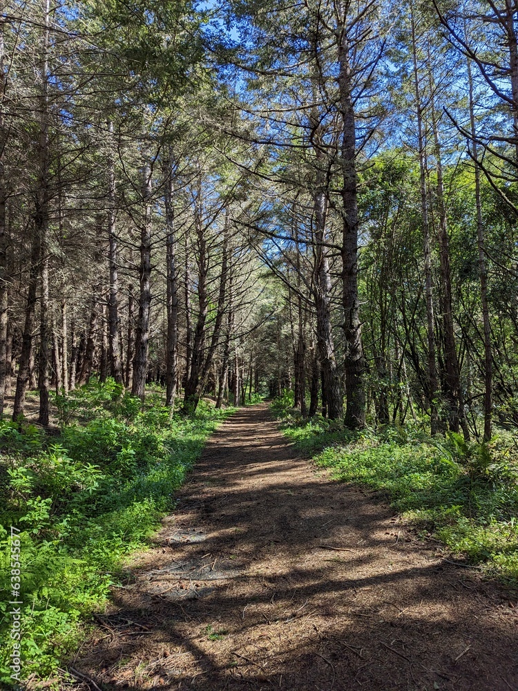 Fototapeta premium path in the woods