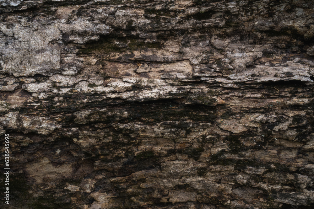 Natural tree bark texture pattern. Natural tree bark texture pattern.