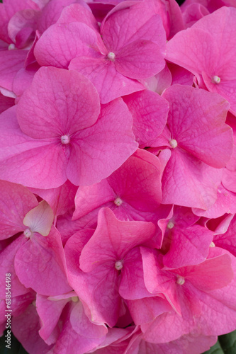 pink macro flower Delicate natural floral background in light pink pastel colors. Hydrangea flowers in nature close-up with soft focus.