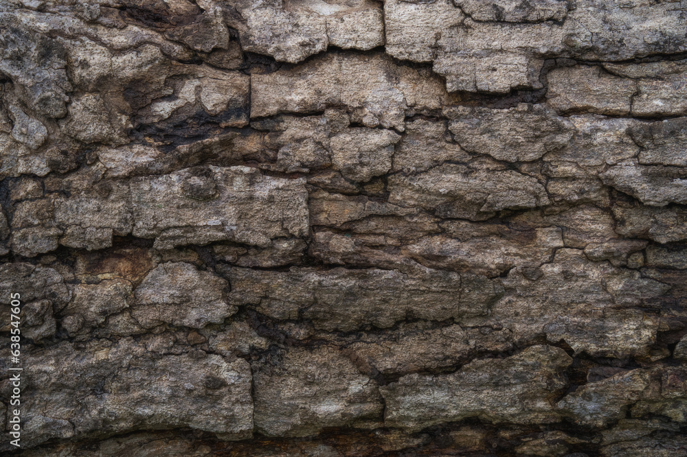 Natural tree bark texture pattern. Natural tree bark texture pattern.