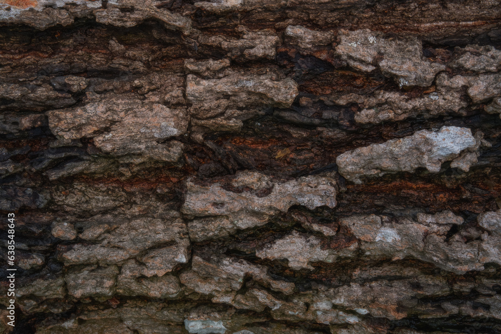 Natural tree bark texture pattern.