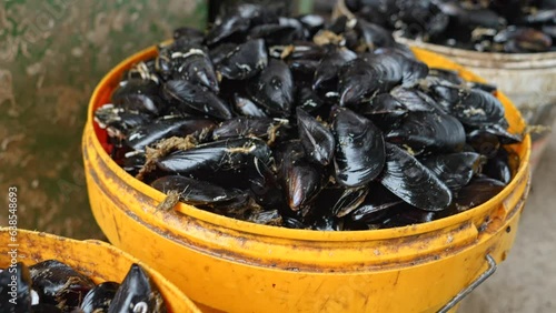 Closeup shot of raw mussels in plastic buckets on fish market at sea port.