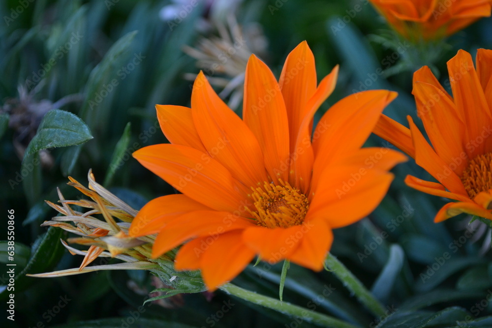Fleur orange sur fond vert.
Macro prise d'une fleur couloir orange au printemps, entourée d'un vert végétal intense
Fleur orange sur fond vert.
Macro prise d'une fleur couloir orange au printemps, entourée d'un vert végétal intense
