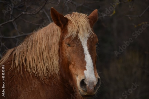 Cheval Blond.

Visage de cheval brun, aux cheveux blonds et bouclés, avec une expression de tranquillité photo