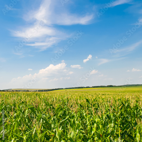 Green field of corn and blue sky.