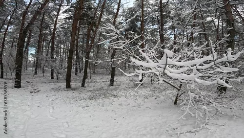 snow on the branches. trees in the snow. a lot of snow in the forest. Tree branches in the snow, close up. Winter in the forest.