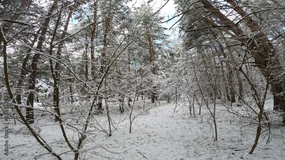 snow on the branches. trees in the snow. a lot of snow in the forest. Tree branches in the snow, close up. Winter in the forest. snow on the branches. trees in the snow. a lot of snow in the forest. Tree branches in the snow, close up. Winter in the forest.