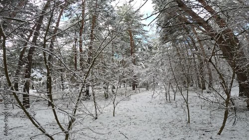 snow on the branches. trees in the snow. a lot of snow in the forest. Tree branches in the snow, close up. Winter in the forest.