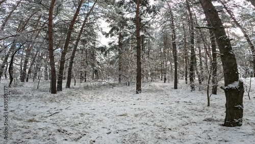 snow on the branches. trees in the snow. a lot of snow in the forest. Tree branches in the snow, close up. Winter in the forest.