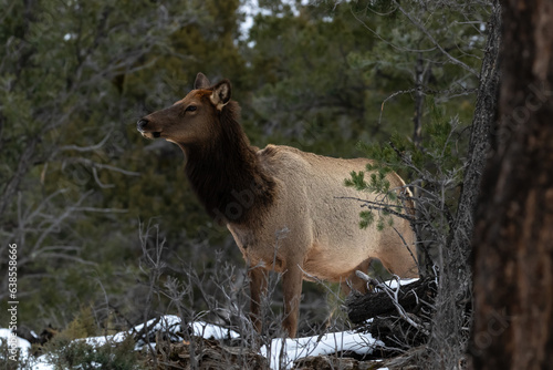 Mule deer (Odocoileus hemionus) standing in forest at Grand Canyon National Park in winter. Snow on ground. 
