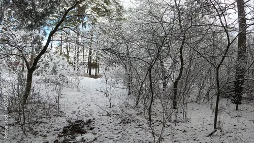 snow on the branches. trees in the snow. a lot of snow in the forest. Tree branches in the snow, close up. Winter in the forest.
