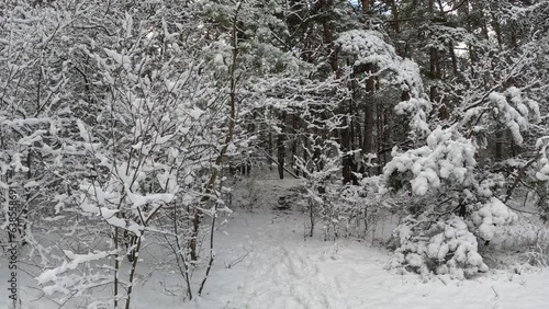 snow on the branches. trees in the snow. a lot of snow in the forest. Tree branches in the snow, close up. Winter in the forest.