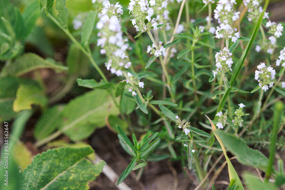 Thyme or Thymus vulgaris is a perennial herb with tiny fragrant leaves. Thyme flowers in the wild. natural background Thyme or Thymus vulgaris is a perennial herb with tiny fragrant leaves. Thyme flowers in the wild. natural background