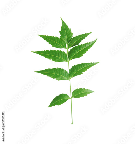 Neem leaf (Azadirachta indica) isolated on transparent background.