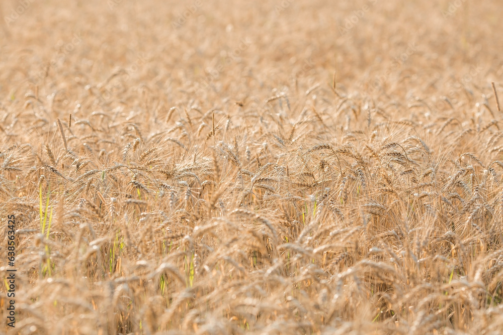 Golden ears of wheat on the background of a ripening field. Agricultural plant close-up. The concept of planting and harvesting a rich harvest. Rural landscape at sunset. Golden ears of wheat on the background of a ripening field. Agricultural plant close-up. The concept of planting and harvesting a rich harvest. Rural landscape at sunset.