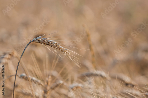 Golden ears of wheat on the background of a ripening field. Agricultural plant close-up. The concept of planting and harvesting a rich harvest. Rural landscape at sunset.