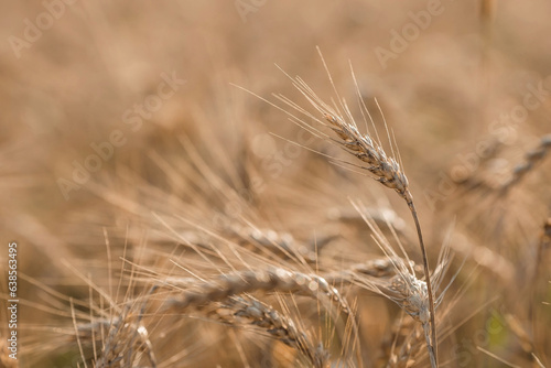 Golden ears of wheat on the background of a ripening field. Agricultural plant close-up. The concept of planting and harvesting a rich harvest. Rural landscape at sunset.