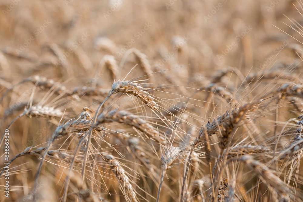 Fototapeta premium Golden ears of wheat on the background of a ripening field. Agricultural plant close-up. The concept of planting and harvesting a rich harvest. Rural landscape at sunset.