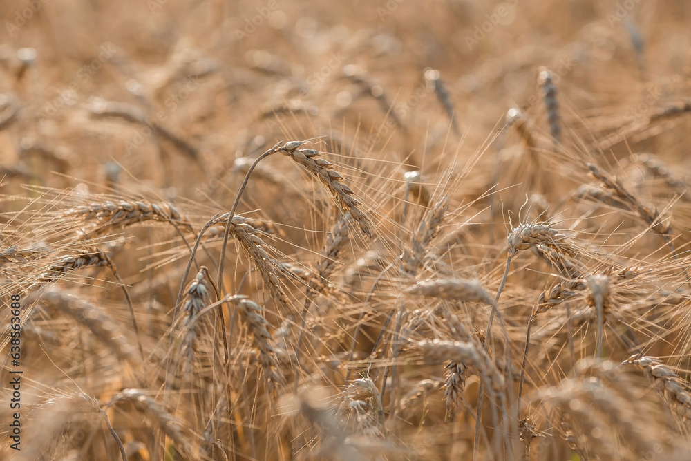 Fototapeta premium Golden ears of wheat on the background of a ripening field. Agricultural plant close-up. The concept of planting and harvesting a rich harvest. Rural landscape at sunset.