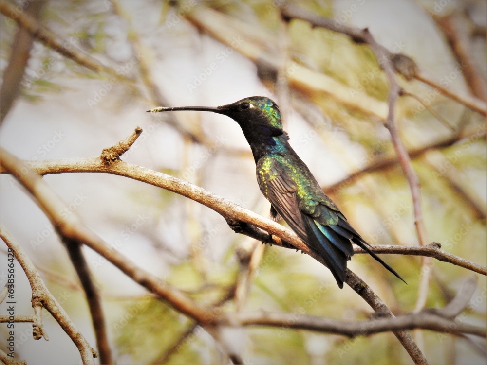 Hummingbird on a branch bird  nature feathers birds wild 