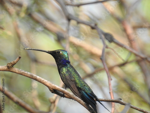 Hummingbird on a branch nectar nature green bird wildlife 