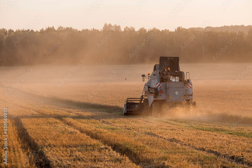 Obraz premium Agricultural machinery. Agricultural industry. The combine harvester removes ears of ripe wheat against the background of a ripening field. The concept of planting and harvesting a rich harvest.