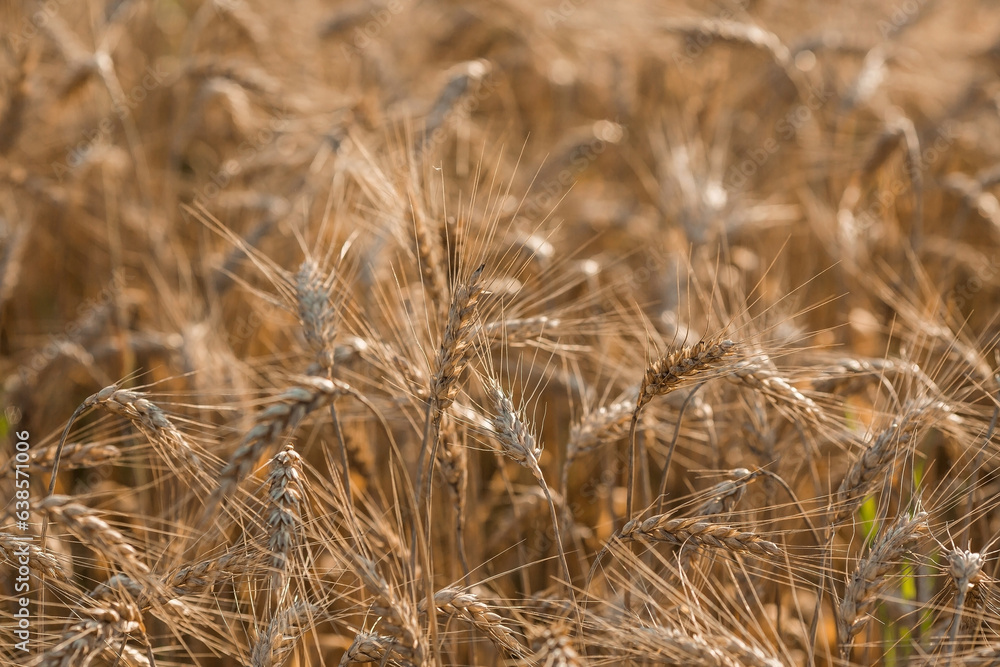 Fototapeta premium Golden ears of wheat on the background of a ripening field. Agricultural plant close-up. The concept of planting and harvesting a rich harvest. Rural landscape at sunset.