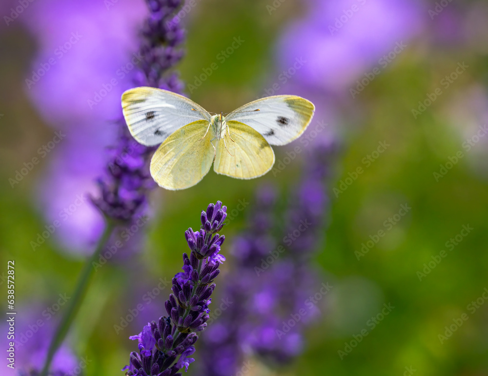 Naklejka premium Macro of a flying cabbage butterfly