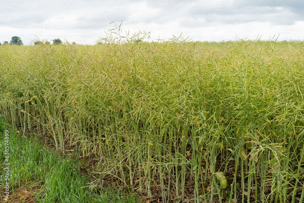 Fototapeta premium Ripe Canola Field, Green Rapeseed Pods, Mustard Plant Harvest, Oil Plants Farm, Rapeseed Pods Closeup