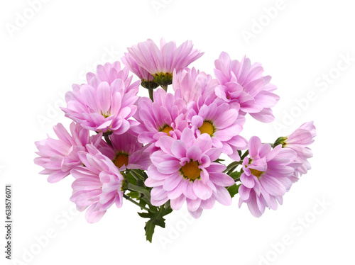 Chrysanthemum flowers head isolated on white © ImagesMy