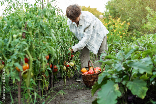 Happy senior woman gardener picking organic tomatoes. Ecological vegetable and harvest concept