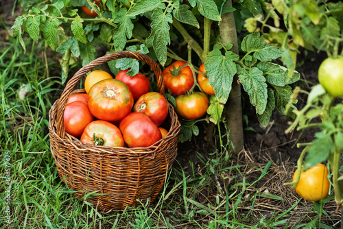 Harvesting bio vegetables in vegetable garden. Organic red tomatoes. Harvest, agricultural, farming concept.