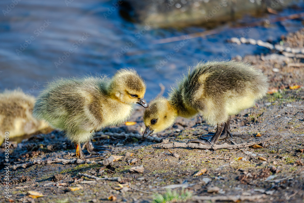 Newborn goslings in the springtime Newborn goslings in the springtime