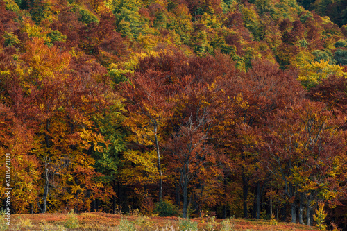 The background of autumn forest. autumn landskape 