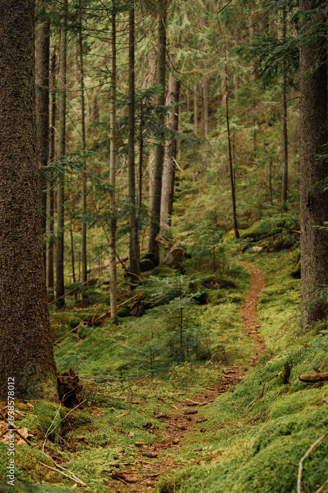 Mysterious path full of roots in the middle of wooden coniferous forrest, surrounded by green bushes and leaves and ferns found in Corse, France
Mysterious path full of roots in the middle of wooden coniferous forrest, surrounded by green bushes and leaves and ferns found in Corse, France