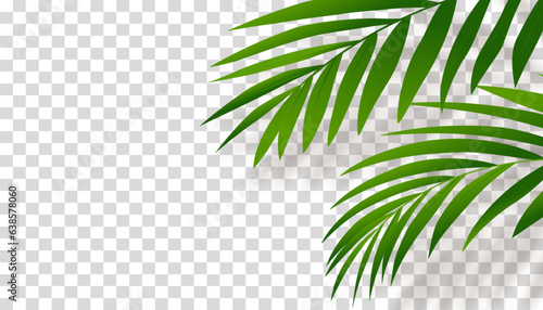 Green Palm Leaves with Shadow silhouette on transparent background, Tropical Coconut Leaf Overlay on wall,Vector Element object decoration for Spring,Summer banner or card