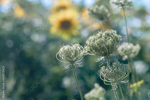 Nature in summer, wild flowers in meadow. White Yarrow, Common Yarrow photo